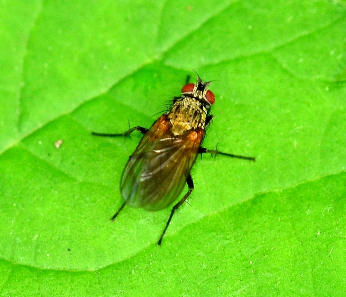 Hydrophoria lancifer (Anthomyiidae)